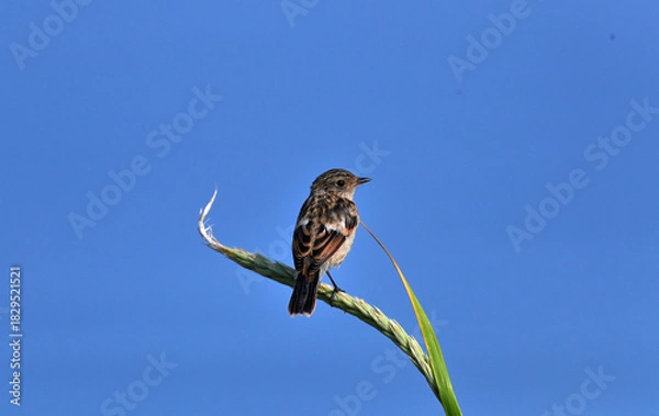 Obraz ノビタキ♀幼鳥