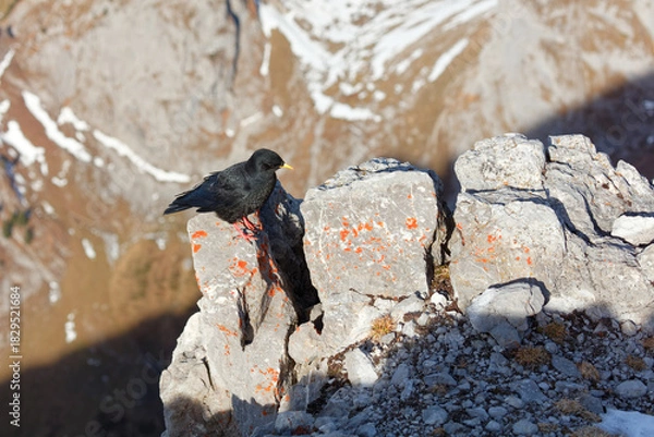 Fototapeta Alpine chough