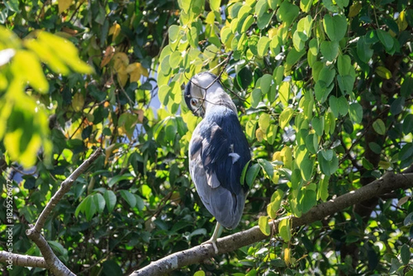 Obraz Black-Crowned Night-Heron Perched in Sunny Tree