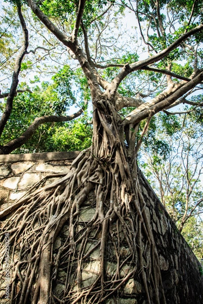 Fototapeta Ancient Ruins Overgrown by Strangler Fig Tree Roots