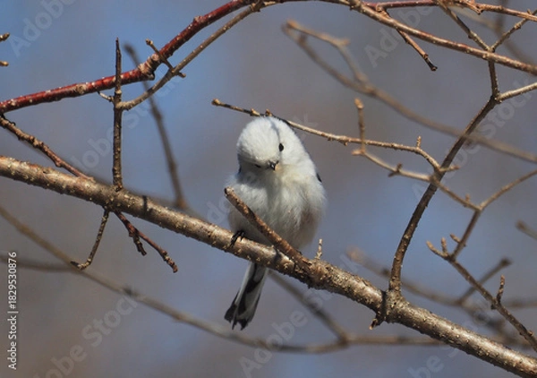 Obraz シマエナガ