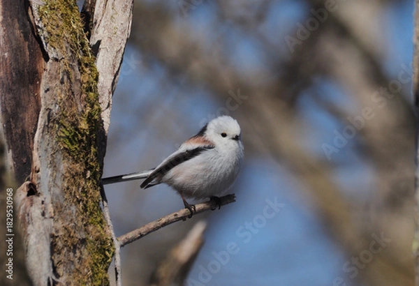 Obraz シマエナガ