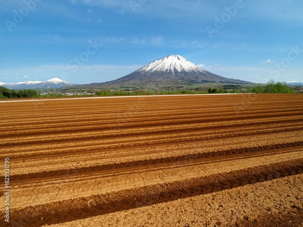 Obraz 羊蹄山と畑