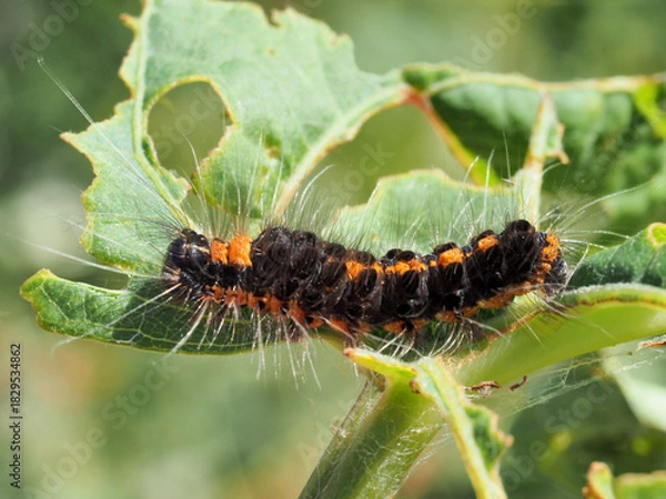 Obraz ドクガ幼虫