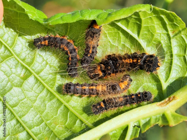 Obraz ドクガ幼虫