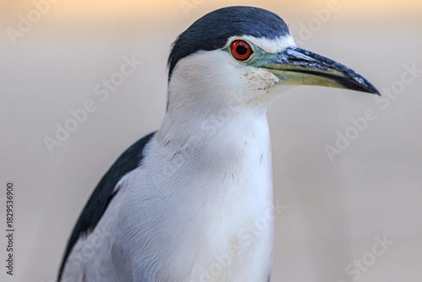 Fototapeta Black and White Wading Bird Portrait with Red Eye