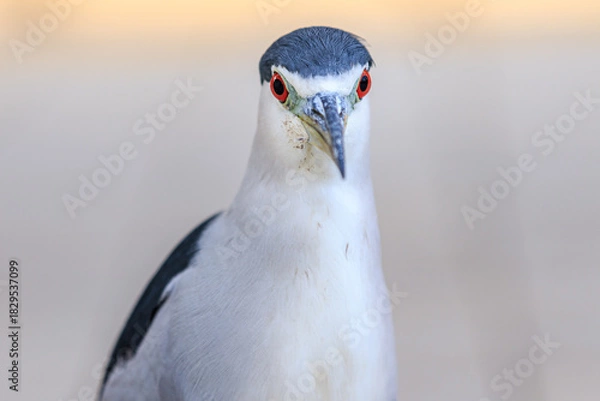 Obraz Black and White Wading Bird Portrait with Red Eye