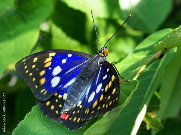 Obraz オオムラサキ