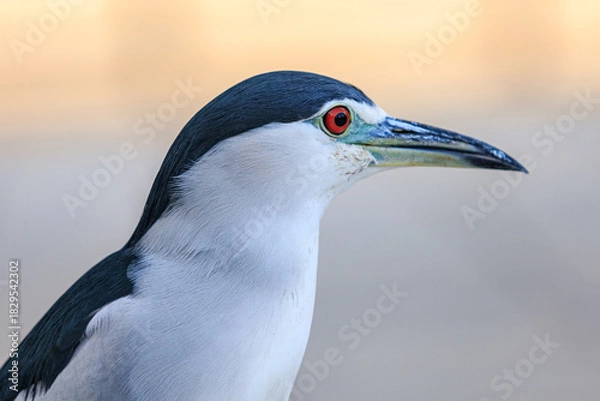 Fototapeta Black and White Wading Bird Portrait with Red Eye