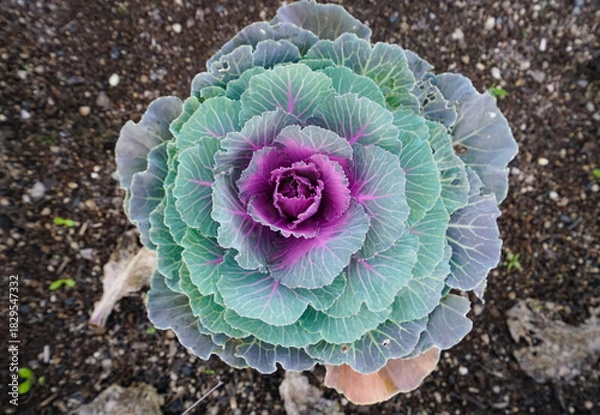 Obraz white cabbag on brown field