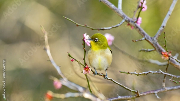 Fototapeta white eyes bird on branch of plam tree