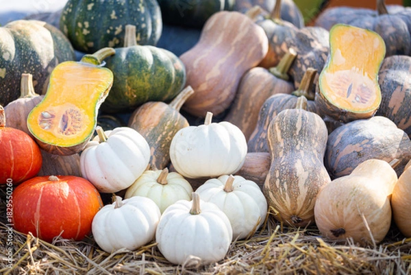 Obraz Pumpkin and squash