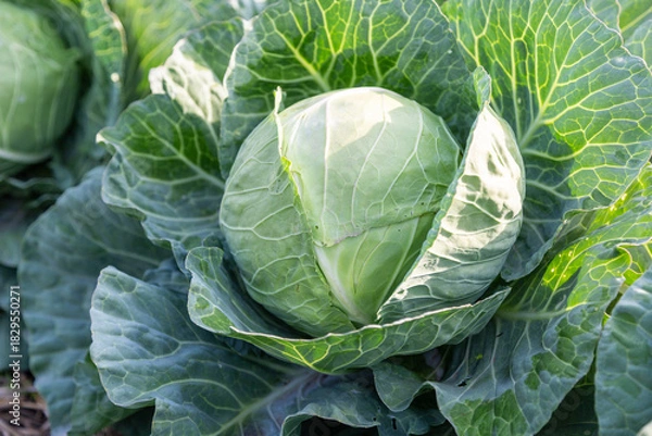 Obraz Top view of cabbage growth in field