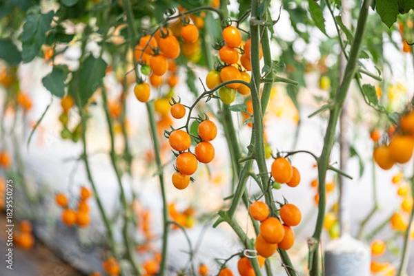 Obraz Orange cherry tomato