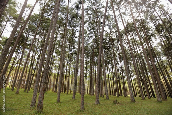 Obraz Pine forest