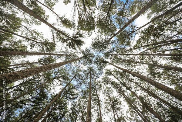Obraz Bottom view of pine tree