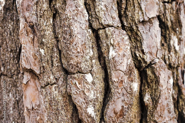 Obraz Close up of the pine bark