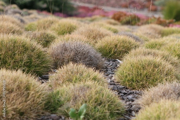 Fototapeta Mooshügel