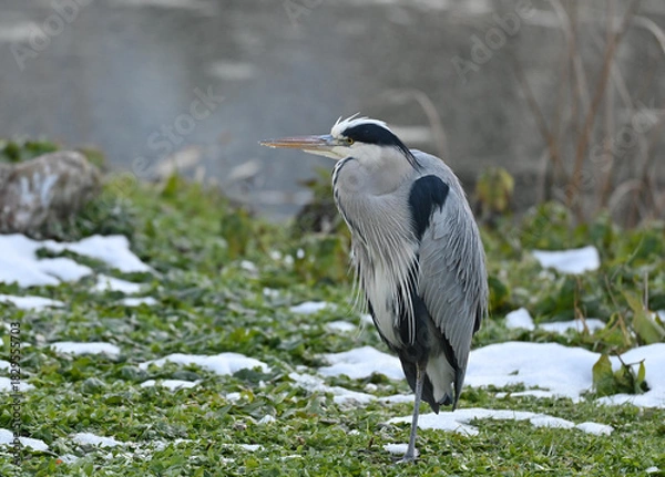 Fototapeta Graureiher