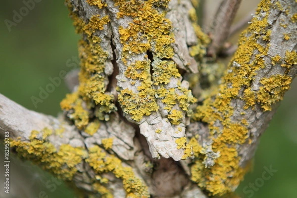 Fototapeta Moosflechte