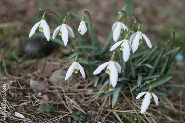 Fototapeta Schneeglöckchen