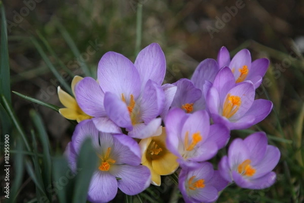 Fototapeta Krokus