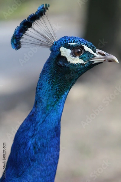 Fototapeta Blauer Pfau