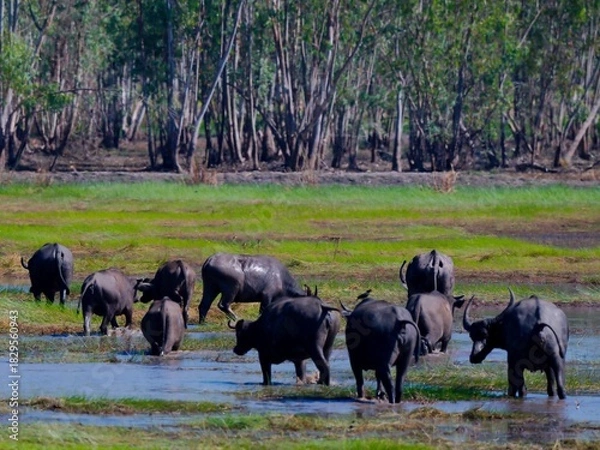 Fototapeta A herd of domestic Water Buffalo (Bubalus bubalis) foraging in the wetland area against a backdrop of vibrant green grass and dense forest trees at Pak Phli Nakhon Nayok Thailand
