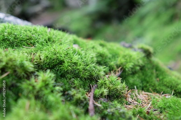 Fototapeta Moosteppich
