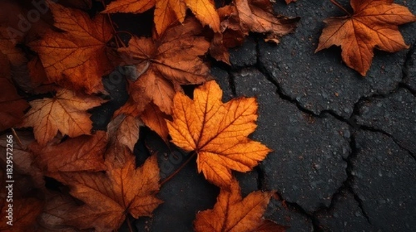 Fototapeta Fallen autumn leaves layered cracked asphalt richly textured contrast between organic and artificial sharp on leaf edges and