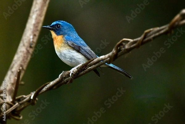 Obraz Indochinese Blue Flycatcher