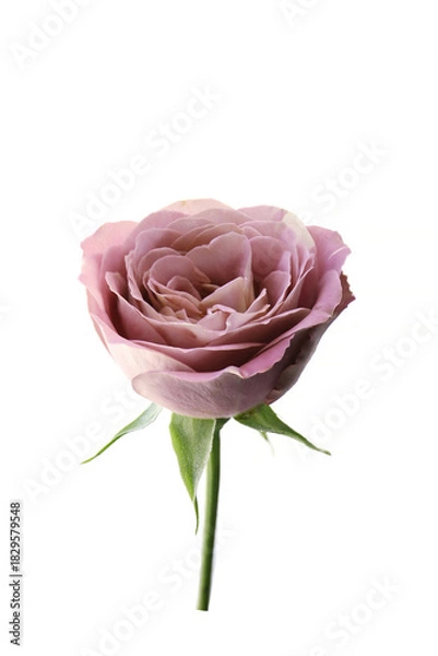 Fototapeta close up of purple rose isolated on a white background