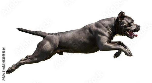 Fototapeta Running blue pitbull dog powerful muscular build isolated on white background