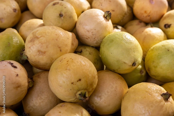 Fototapeta shot with selective focus. Fresh ripe guavas.