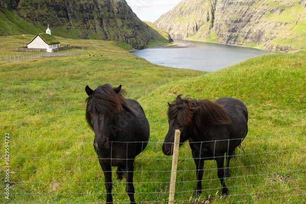 Fototapeta Two black horses standing together in a field.