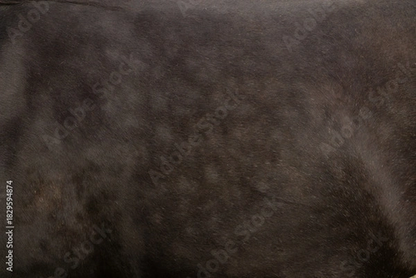 Fototapeta Close-up of black horse’s fur showing a blaze pattern.