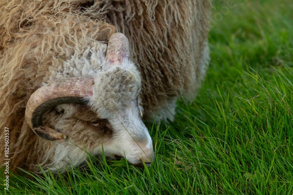 Fototapeta A sheep eating fresh green grass in the Faroe Islands.