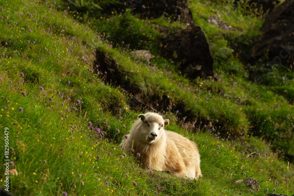 Fototapeta A sheep resting on a green hillside in the Faroe Islands.