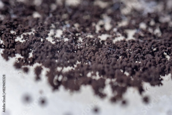 Fototapeta A detailed macro photograph showing the dense, granular, dark brown to black surface growth of a fungal colony, characterized by numerous conidial heads of the Aspergillus spe