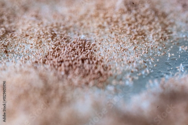 Fototapeta A detailed macro photograph capturing the surface of a fungal colony, characterized by a dense, granular layer of light brown or reddish-tan spores (conidia) clumped together on the mycelia