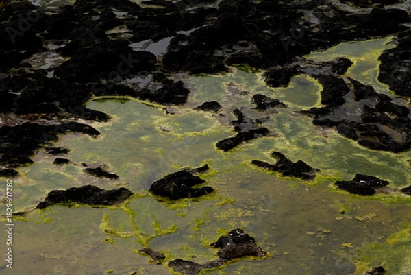 Obraz A bloom of harmful blue-green algae in water.