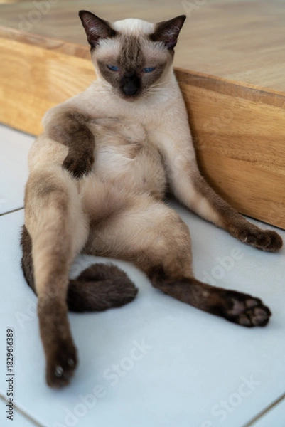 Obraz Relaxed Siamese cat sitting in a funny, laid-back pose