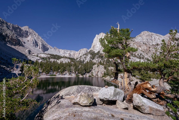 Fototapeta Ancient Pine Tree Framing Lone Pine Lake, Sierra Nevada