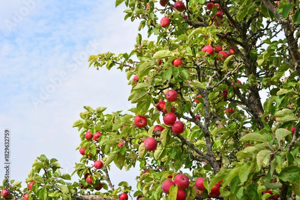 Obraz Ripe Red Apples Hanging on an Apple Tree blank space
