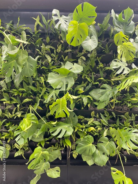 Obraz Living plants on the wall.