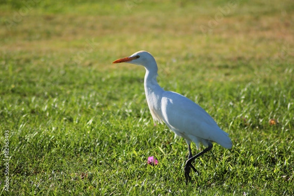 Obraz Bird walking on grass