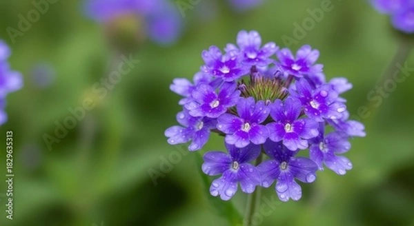 Fototapeta A captivating close-up of vibrant purple verbena flowers in full bloom against a soft green