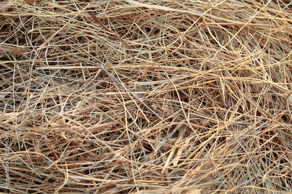 Fototapeta needle in a haystack/ needle in a haystack