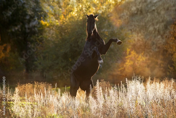 Obraz Stallion rearing up in sunlight