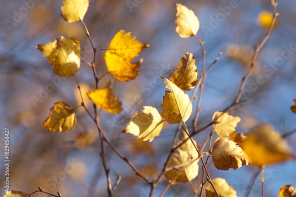 Fototapeta Autumn background, photo of a tree with yellow leaves against a blue sky